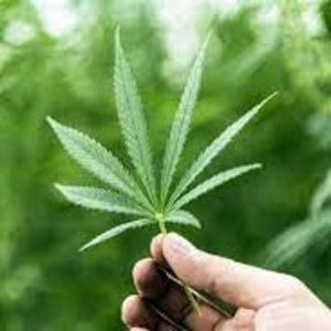 Meet your Posher, Raiden